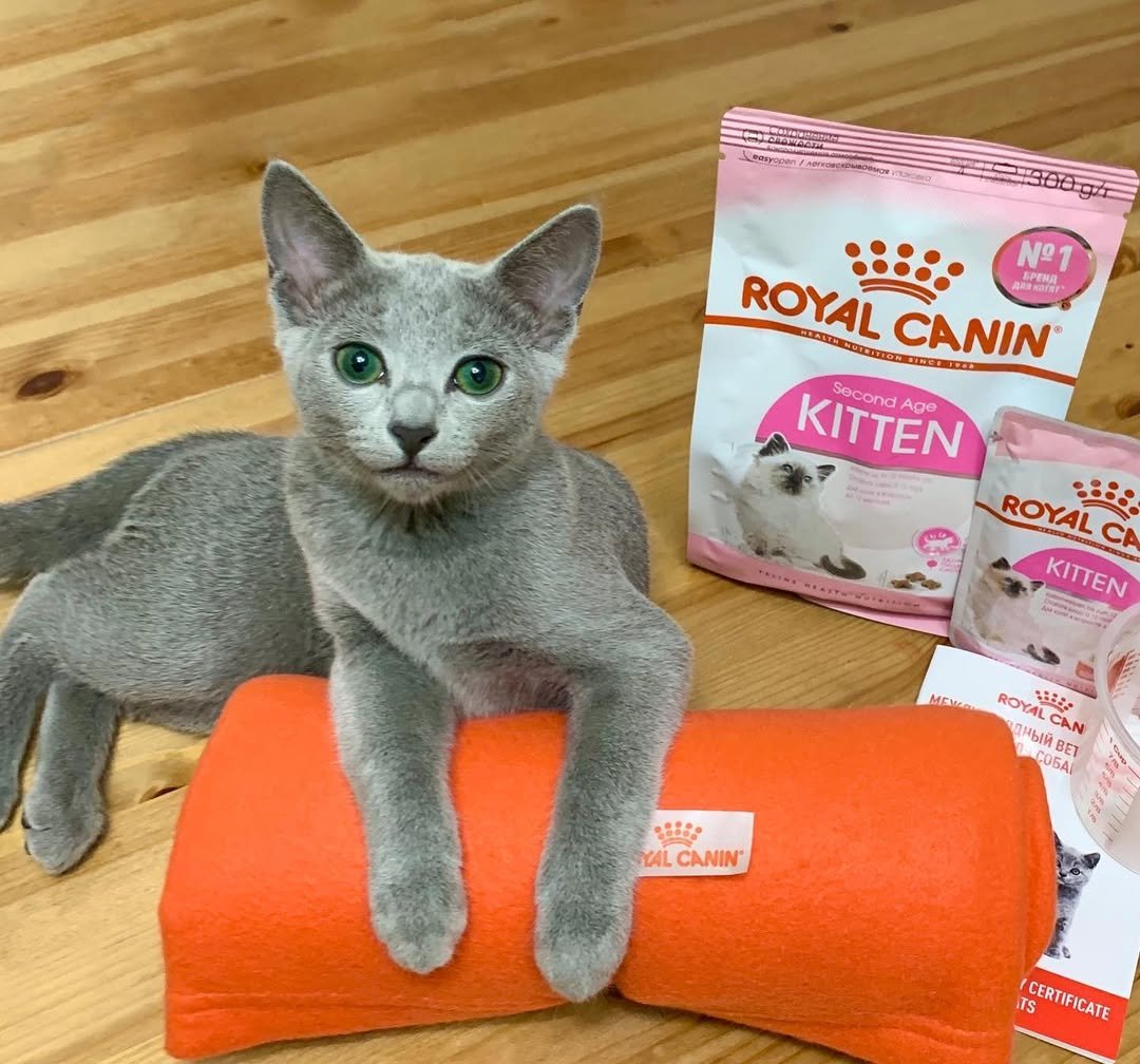 Russian Blue Kitten Food and Nutrition California - Premium Cat Food - Healthy Russian Blue Diet - Kitten Nutrition